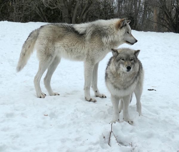 Full length of tow wolves on snow covered land