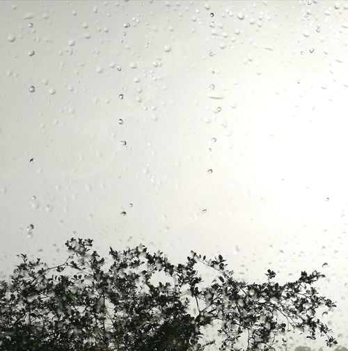 Full frame shot of wet tree against sky