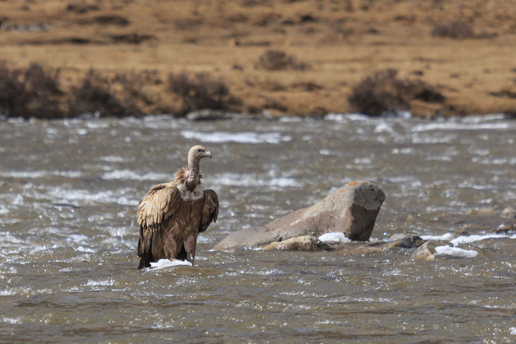 Vulture in lake