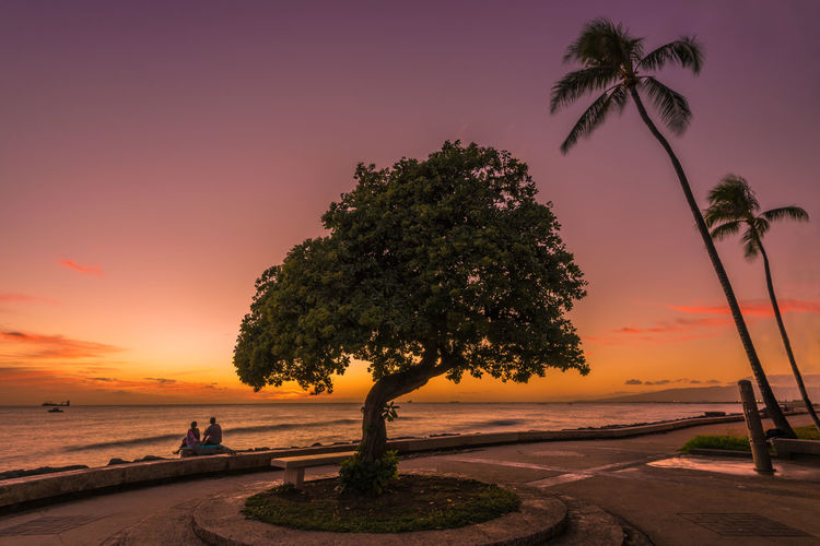 Silhouette tree at beach against orange sky