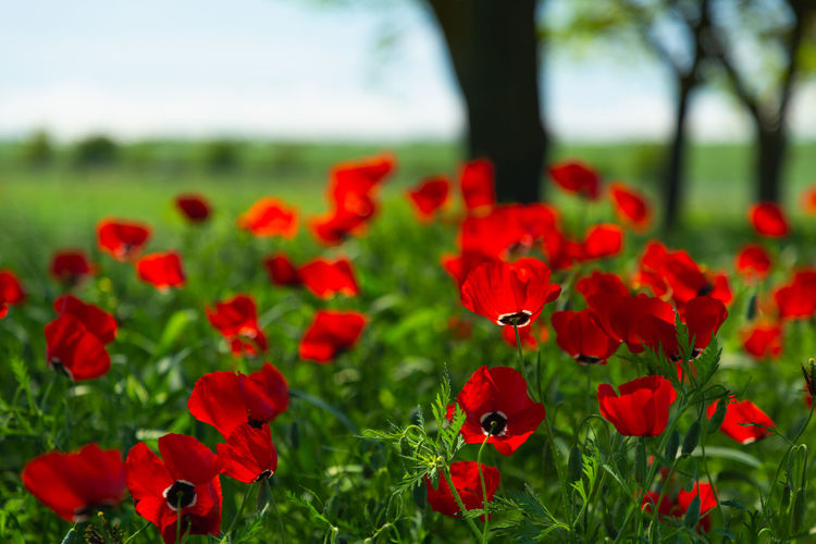 Close-up of red poppy flowers on field