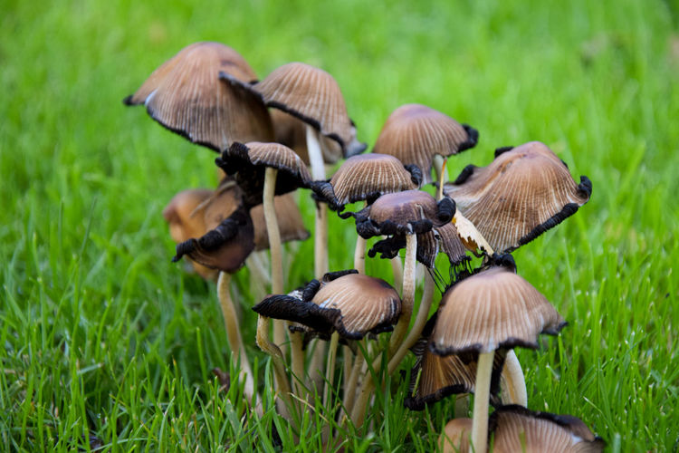 Close-up of mushrooms growing on field