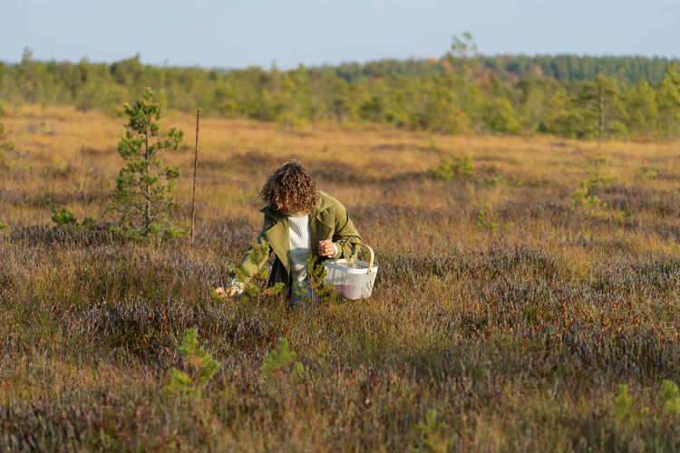 Young woman in trendy trench picking berries on autumn swamp holding white basket with cranberries