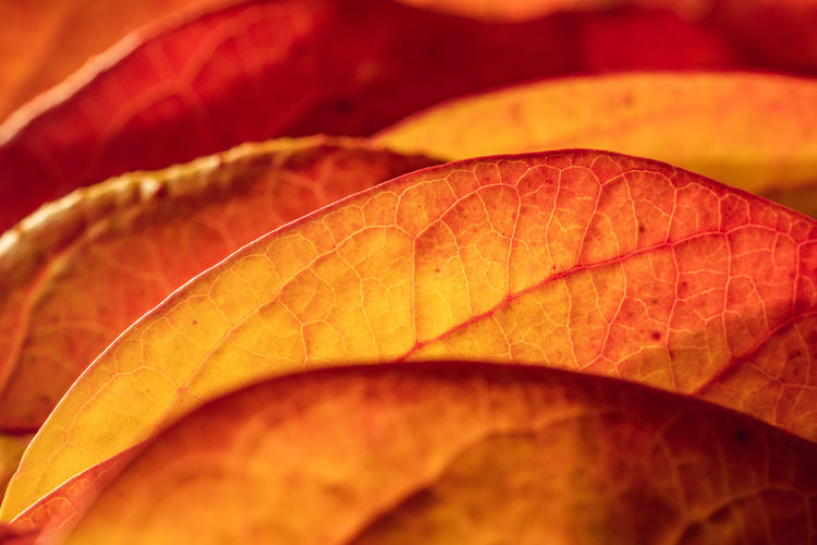 Close-up of orange leaves