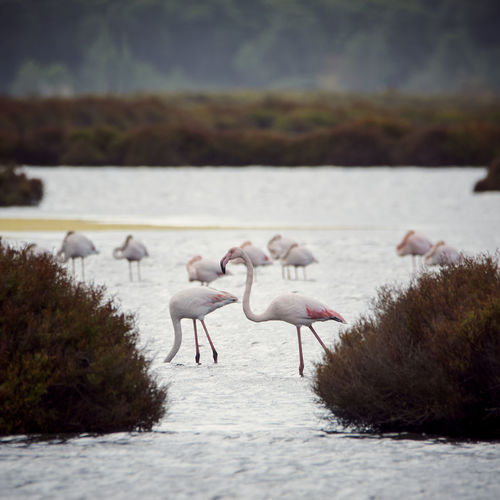 Pink flamingo in lake, migratory birds resting