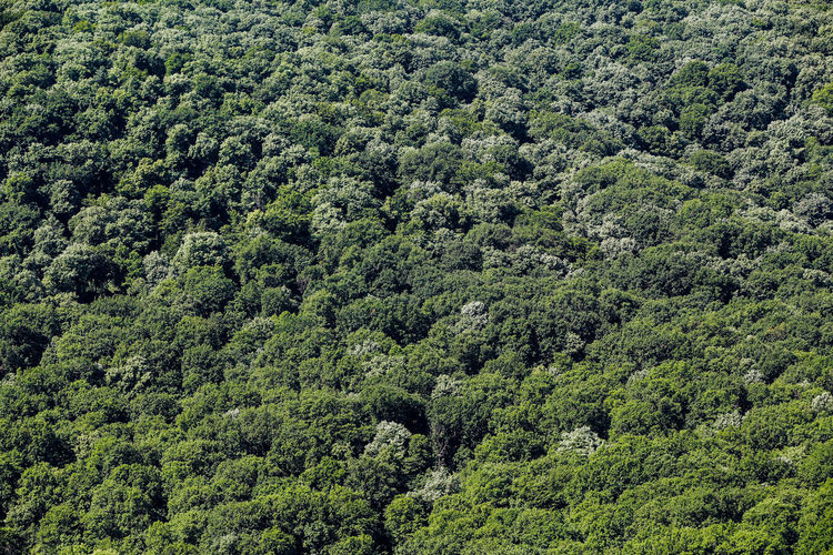 Full frame shot of pine trees in forest