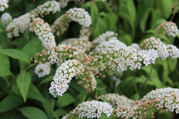 Close-up of white flowering plants