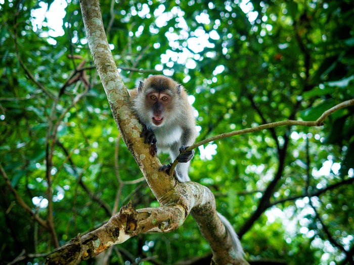 Low angle view of monkey on tree