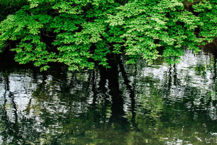 Reflection of trees on water in lake