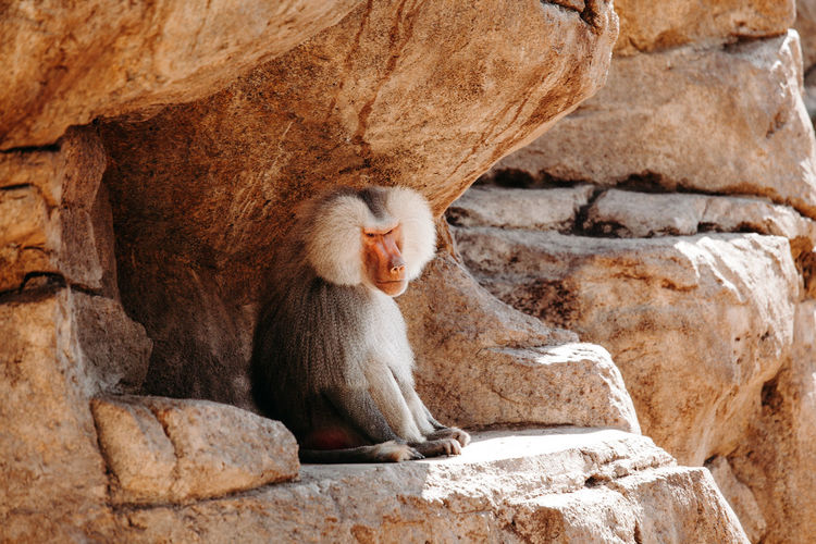 Large baboon resting in the cave