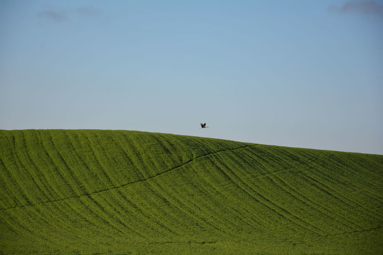 Low angle view of green landscape against clear sky and one stork