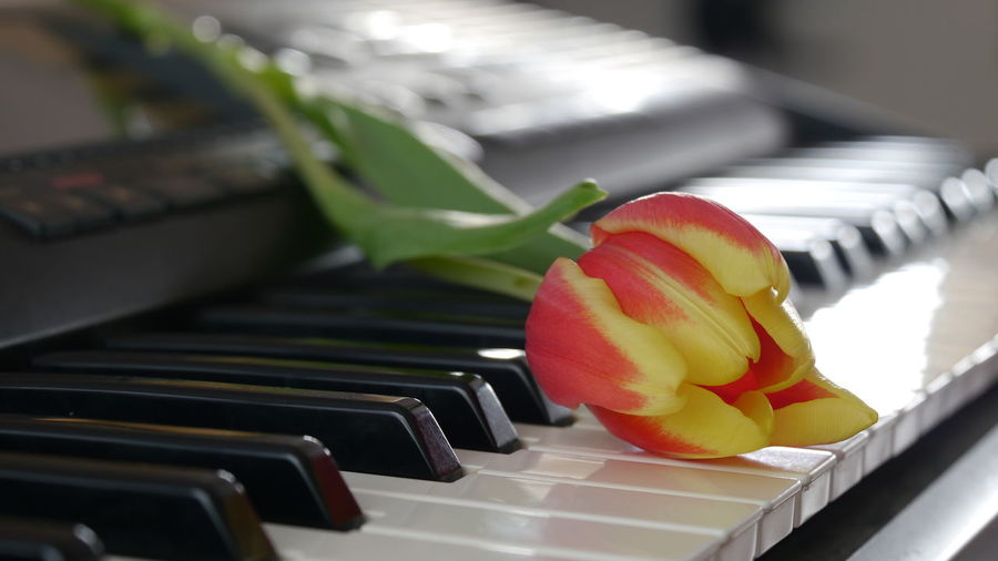 Close-up of flower on piano