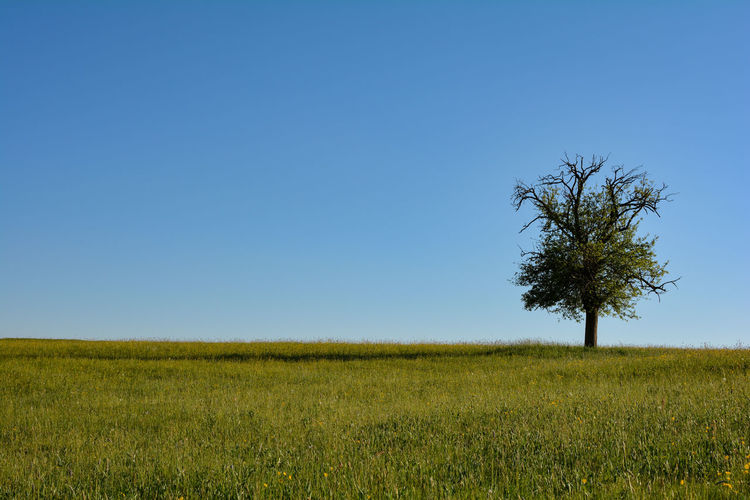 A single tree on the right in a large meadow with blue sky and copy space