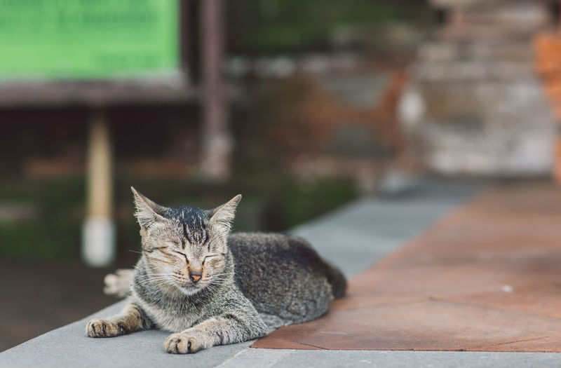 Portrait of cat resting on footpath