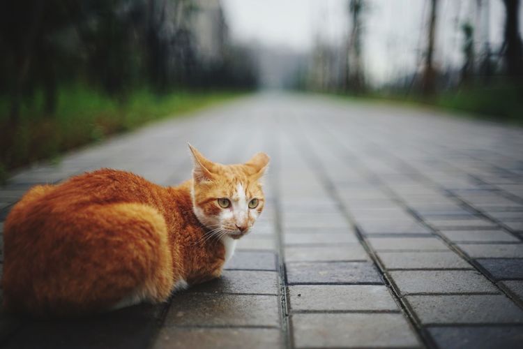 Close-up of ginger cat sitting on footpath