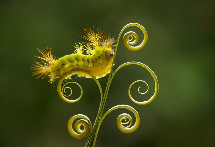 Fire caterpillar on leaf edge