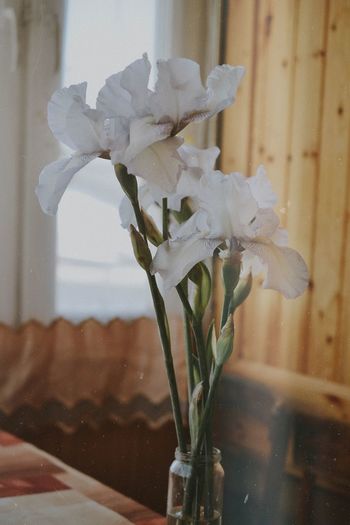 Close-up of white flower in vase