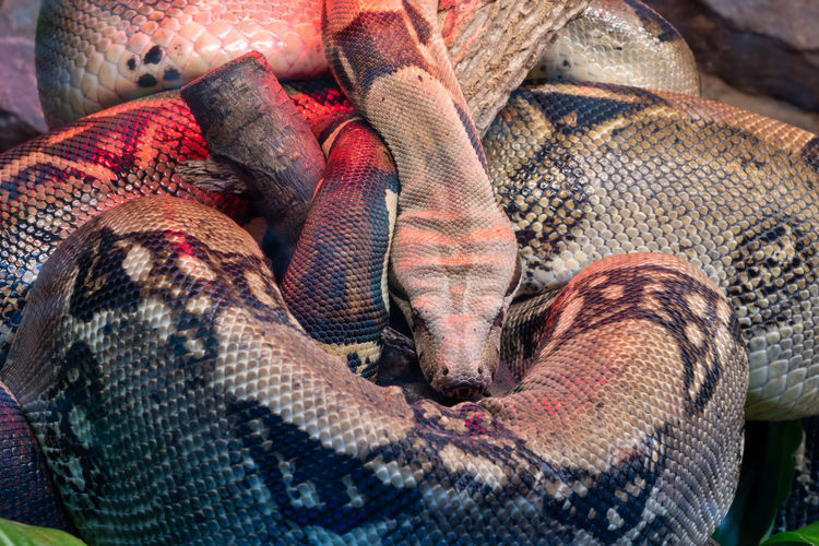 Close up of a boa constrictor sleeping