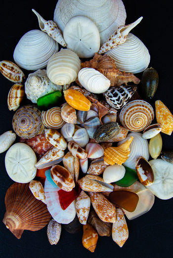 High angle view of seashells on table