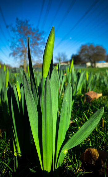 Close-up of plant growing on field against blue sky