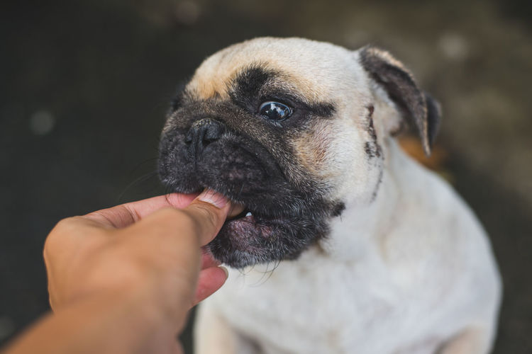 Cropped image of hand feeding dog outdoors