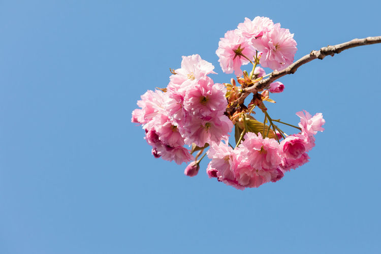 Low angle view of pink cherry blossom against clear sky