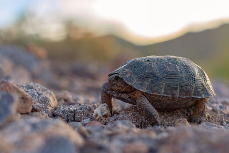 Desert tortoise in ironwood forest national monument 