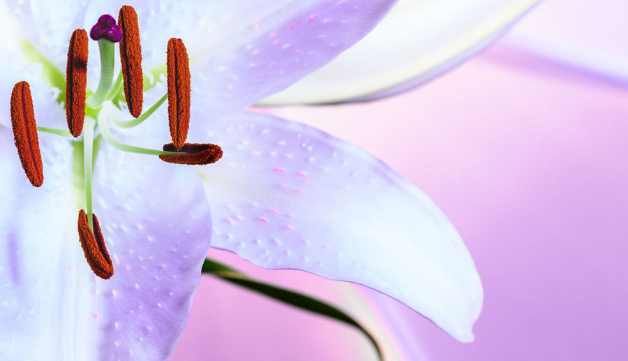 Macro shot of lily flower