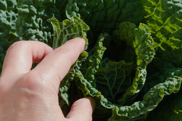 Close-up of hand holding cabbage leaves.