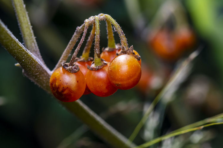 A beautiful close-up photo  of the poisonous solanum nigrom barries