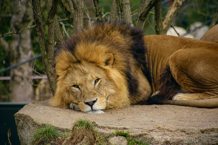 Relaxing male lion in the munich zoo