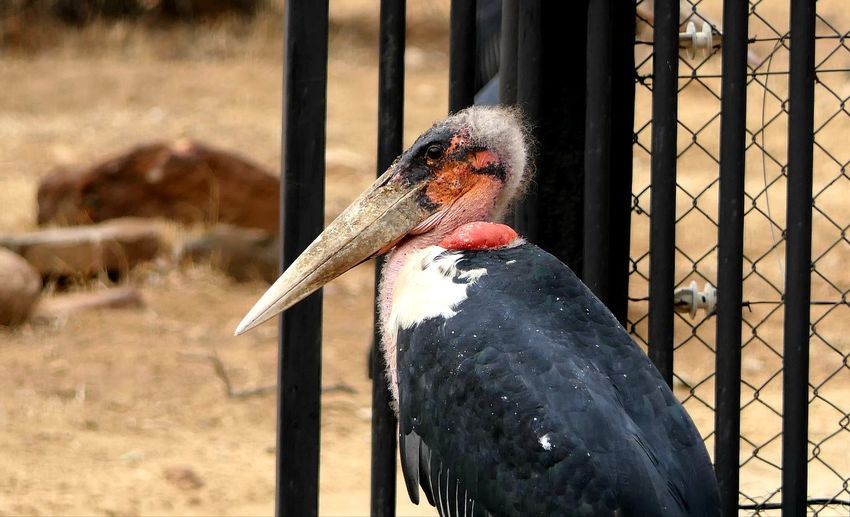 Close-up of bird in zoo