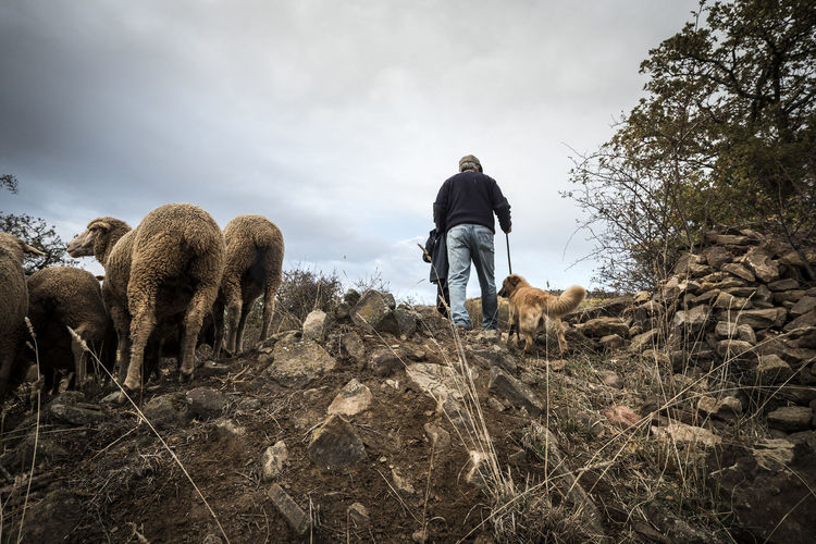 Low angle view of shepherd with dog herding sheep while walking on hill against cloudy sky