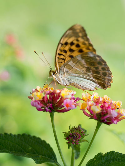 Close-up of butterfly pollinating on pink flower