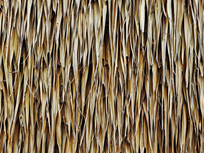Full frame texture background of dry brown thatched reed wall