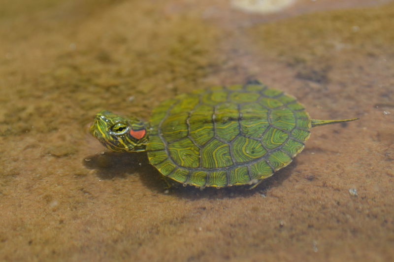 High angle view of green turtle swimming in lake