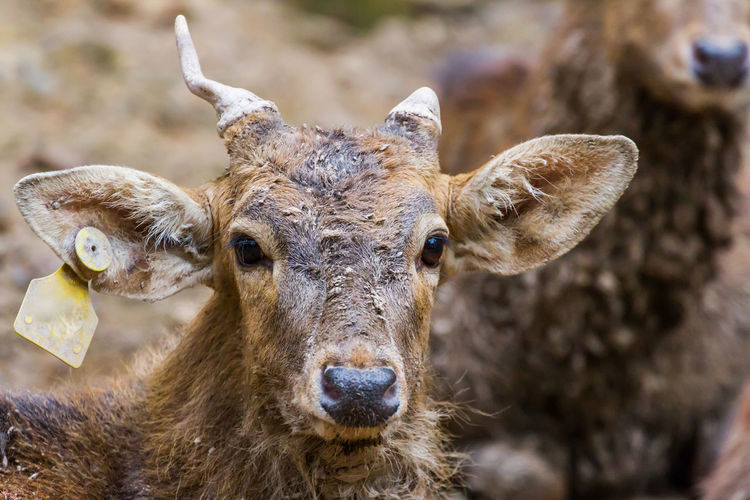 Close-up portrait of deer with wildlife tracking tag