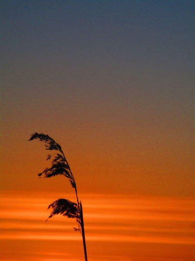 Close-up of silhouette plant against clear sky at sunset