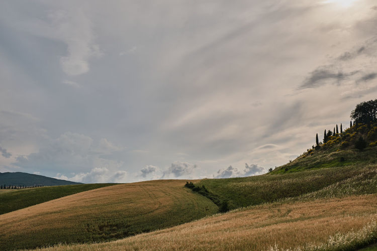 Scenic view of agricultural field against sky