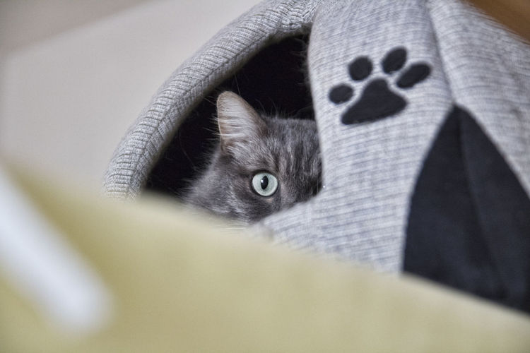 Close-up portrait of cat hiding