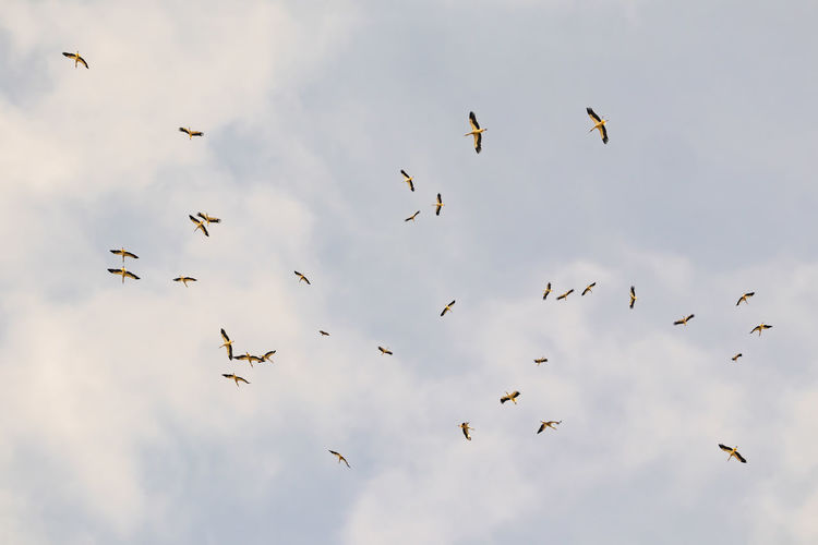 Migrating storks at the end of summer season.