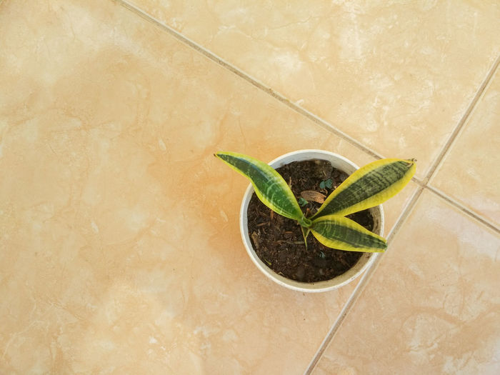High angle view of green leaf on floor