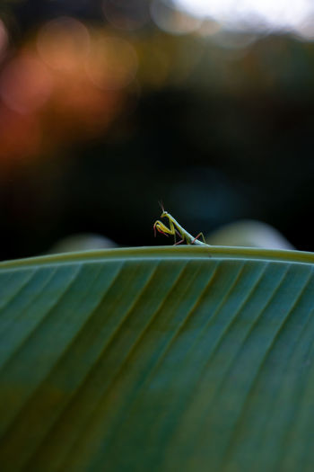 Praying mantis on a banana leaf at sunset