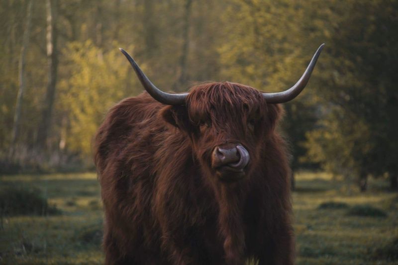 Scottish highlander in a field