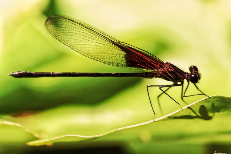 Close-up of dragonfly on leaf