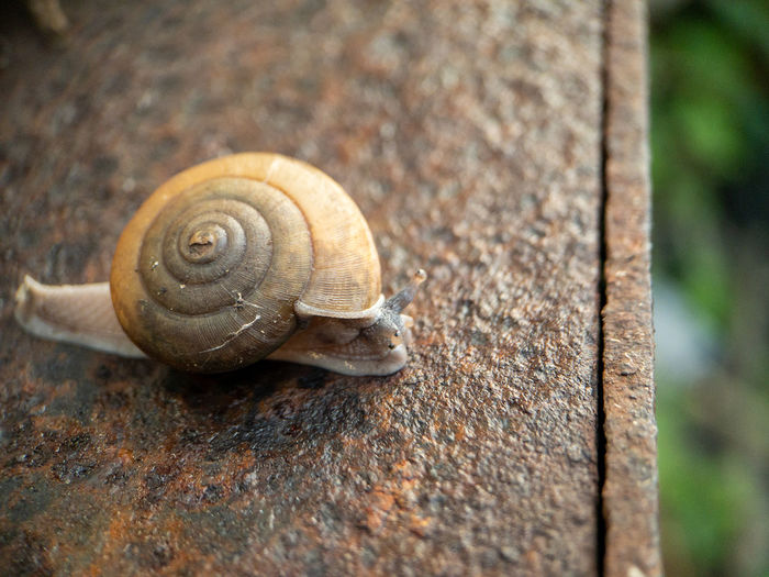 Close-up of snail on tree trunk