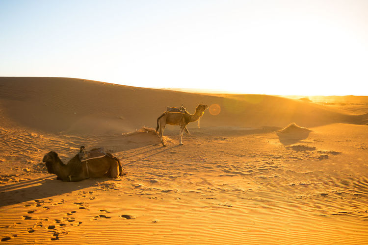 Two camels at dawn waiting for tourists for a tour in erg chebby deser