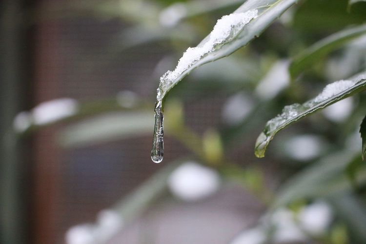 Close-up of raindrops on plant