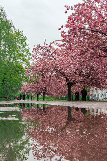 Cherry blossoms in park against sky