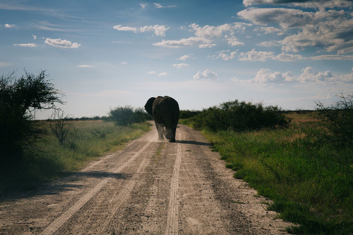Rear view of elephant on dirt road amidst plants against sky